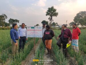 ICARDA-BARI Scientists visit Onion trial