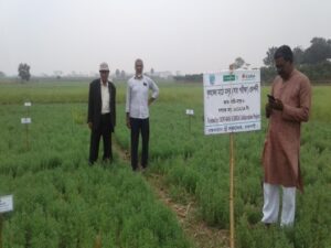 Musa and Yusuf Visiting lentil field