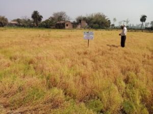 Musa visiting Lentil trial