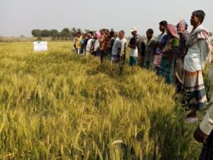 Wheat Field visit